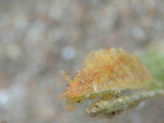 Dolabrifera dolabrifera