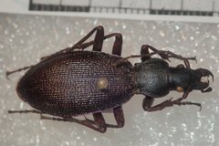 Carabus planicollis