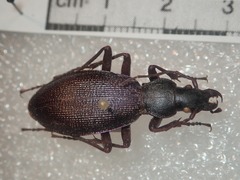 Carabus planicollis