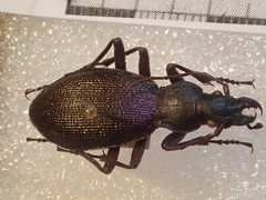 Carabus planicollis
