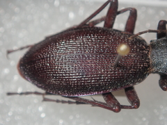 Carabus planicollis