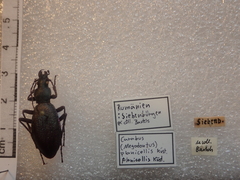 Carabus planicollis