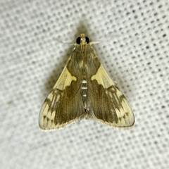 Rehimena cissophora