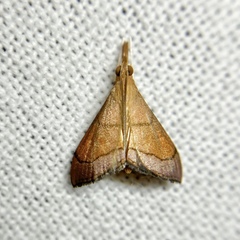 Hydrorybina polusalis