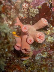 Cladopsammia gracilis