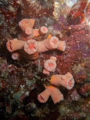 Cladopsammia gracilis