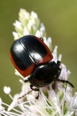 Chrysolina limbata