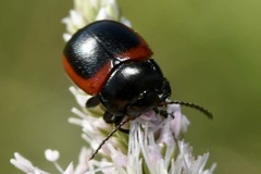 Chrysolina limbata