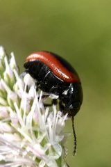 Chrysolina limbata