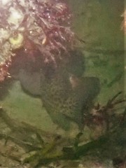 Acanthistius pardalotus