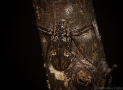 Prosoplus bakewellii