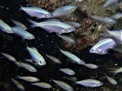 Caesioscorpis theagenes