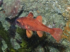Vincentia punctata