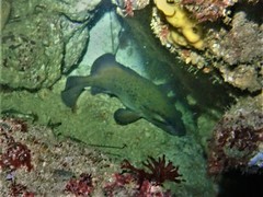 Acanthistius serratus