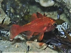 Vincentia punctata