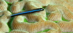 Elacatinus lobeli