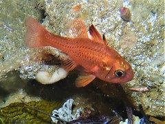 Vincentia punctata