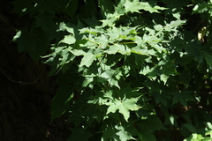 Acer laetum