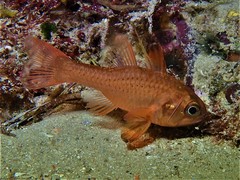 Vincentia punctata
