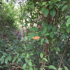 Epobeidia tigrata tigrata