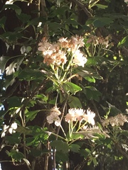 Magnoliopsida