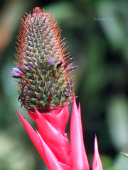 Aechmea ornata