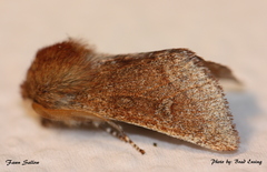 Psaphida styracis