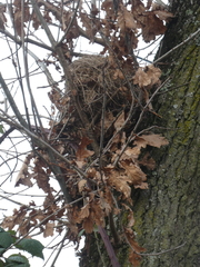 Troglodytes troglodytes