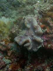 Sinularia brassica
