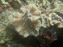Sinularia brassica