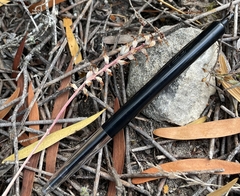 Lachenalia sessiliflora