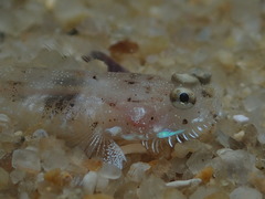 Bearded Goby photo 5