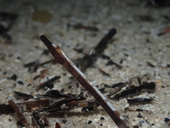 Mitotichthys meraculus