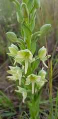 Habenaria epipactidea