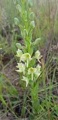 Habenaria epipactidea