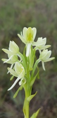 Habenaria epipactidea