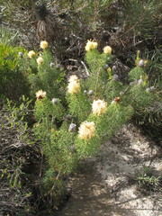 Petrophile serruriae
