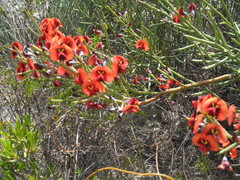 Daviesia divaricata