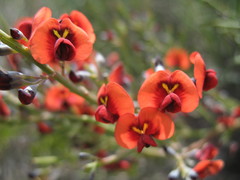 Daviesia divaricata