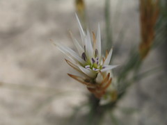 Johnsonia pubescens