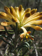 Petrophile brevifolia