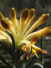Petrophile brevifolia