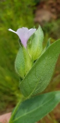 Barleria ovata