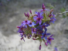 Calytrix eneabbensis