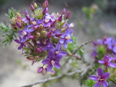 Calytrix eneabbensis