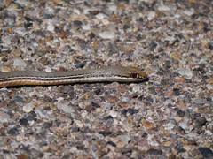 Masticophis bilineatus