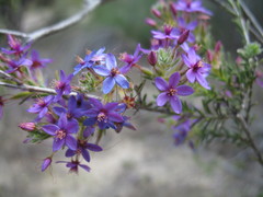Calytrix eneabbensis