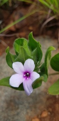 Barleria ovata