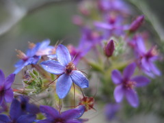 Calytrix eneabbensis