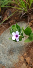 Barleria ovata